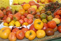 tomatoes2